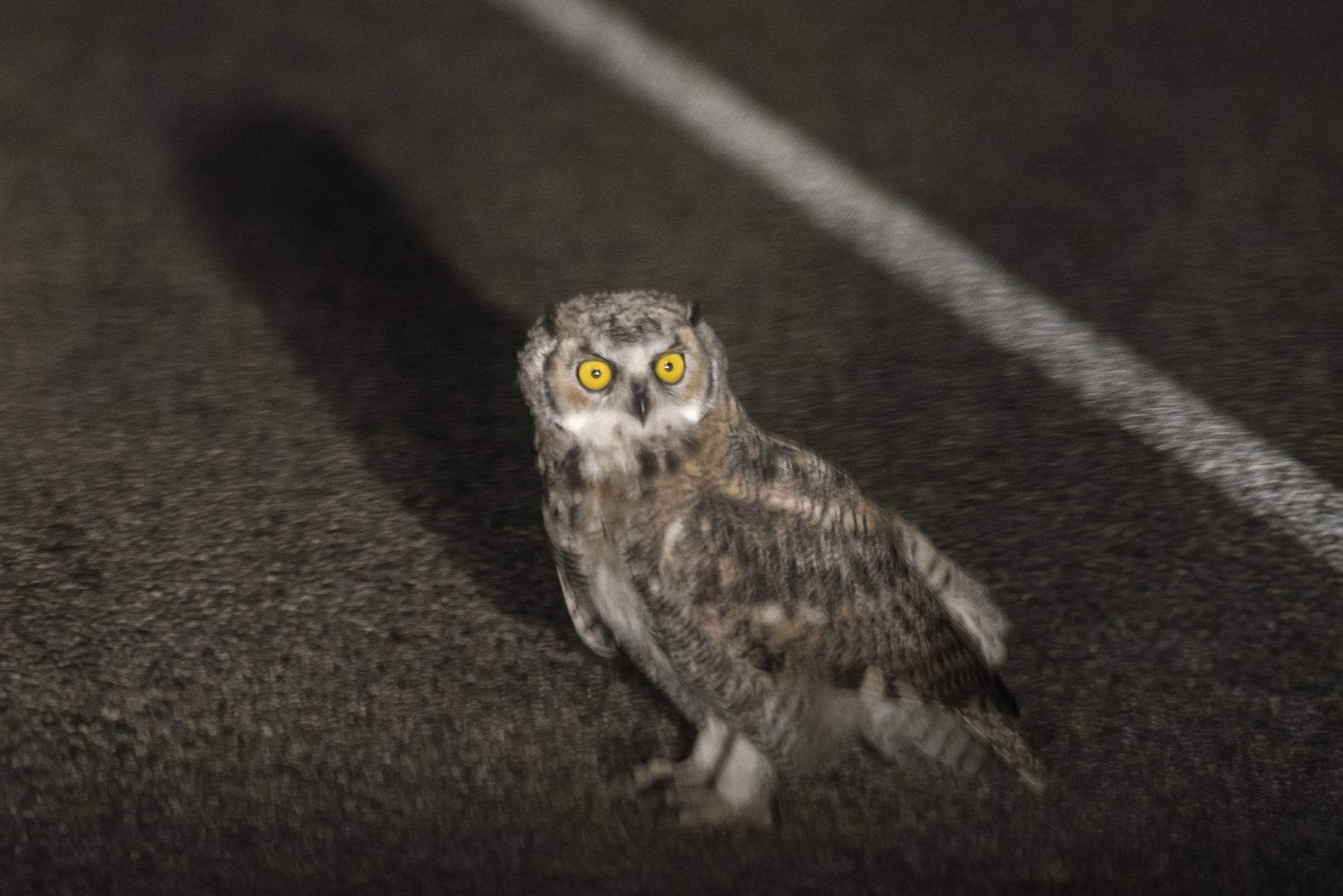 Owl
